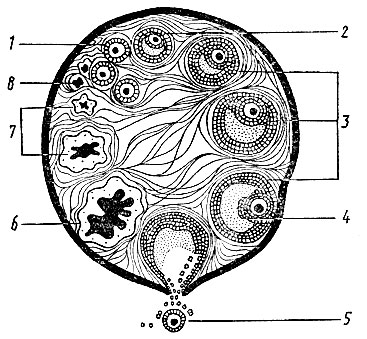 Рис. 10. Этапы созревания яйцеклетки в яичнике: 1 - покоящаяся (зачатковая) яйцеклетка; 2 - первичный фолликул; 3 - развивающийся фолликул; 4 - зрелый фолликул; 5 - лопнувший фолликул и свободная яйцеклетка (овуляция); 6 - желтое тело; 7 - желтое тело в стадии обратного развития; 8 - рубец на месте желтого тела
