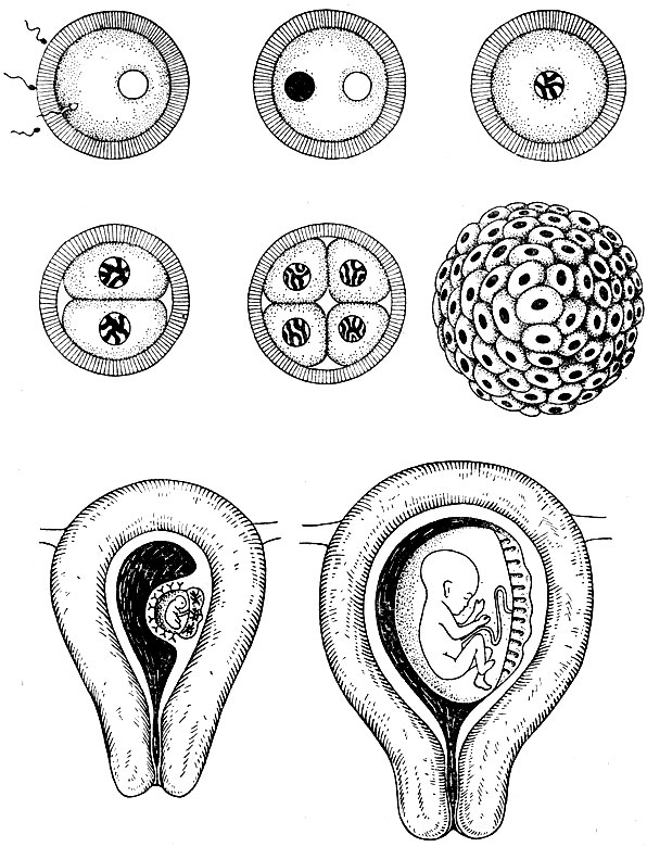 Рис. 11. Последовательные стадии развития яйцеклетки от момента оплодотворения до момента образования зародыша и плода