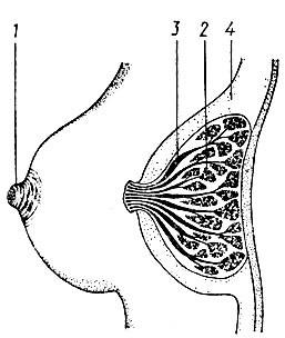 Рис. 13. Строение женской грудной железы: 1 - сосок грудной железы; 2 - секретирующие (молокообразующие) дольки; 3 - молоковыводящие протоки; 4 - подкожная жировая клетчатка