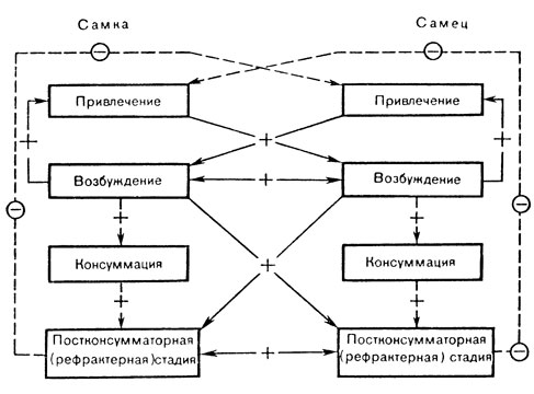 Рис. 2. Последовательные фазы взаимоотношений партнеров в копулятивном цикле (по Ф. Бичу)