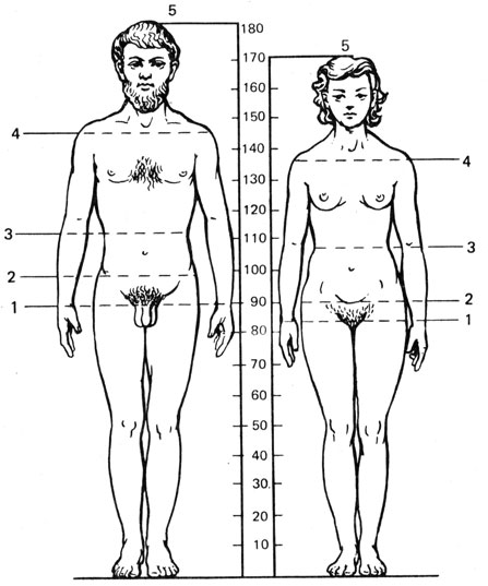 Рис. 3.2. Характерная форма строения тела взрослых мужчин и женщин европеоидной расы (по Штратцу): 1 - середина тела, 2 - ширина бедер, 3 - талия, 4 - ширина плеч, 5 - рост (см)