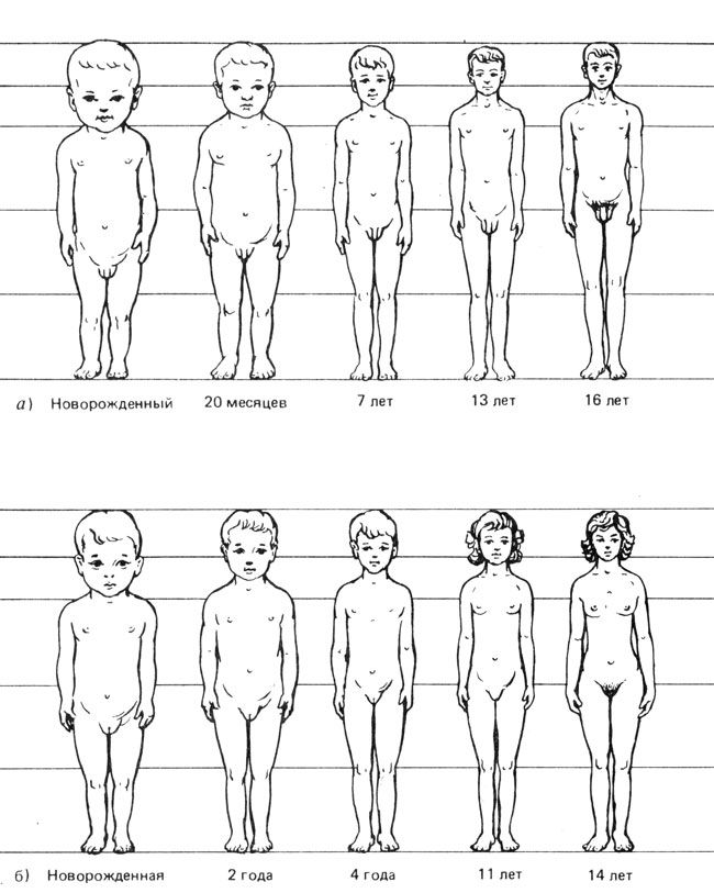 Рис. 3.1. Изменения пропорций тела от рождения до пубертата (по Эллису): а) у мужского пола, б) у женского пола