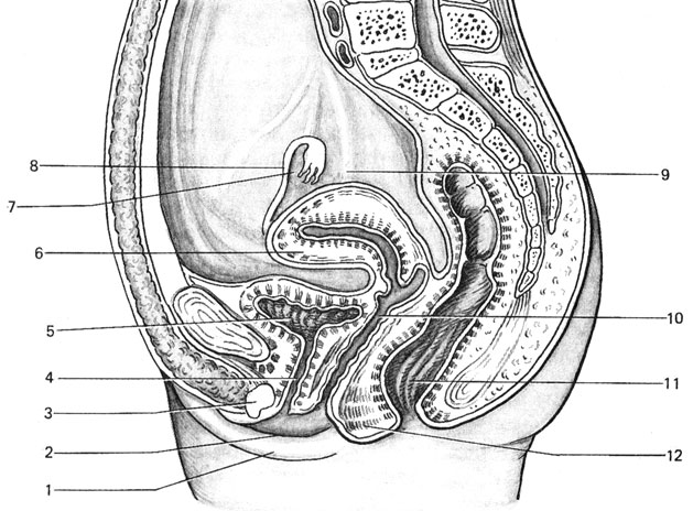 Рис. 3.3. Женские половые органы (по Зоммеру, 1980, с. 370): 1 - большая срамная губа, 2 - малая срамная губа, 3 - клитор, 4 - мочеиспускательный канал, 5 - мочевой пузырь, 6 - матка, 7 - яичник, 8 - яйцевод, 9 - мочеточник, 10 - влагалище, 11 - прямая кишка, 12 - промежность