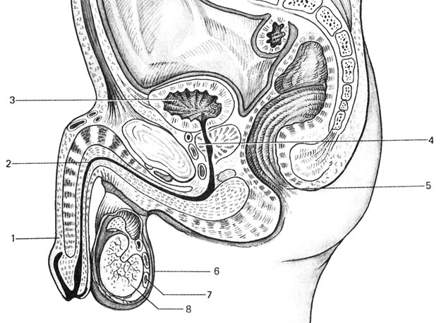 Рис. 3.4. Мужские половые органы (по Зоммеру, 1980, с. 360): 1 - член (пенис), 2 - семяизвергательный канал, 3 - мочевой пузырь, 4 - предстательная железа (простата), 5 - прямая кишка, 6 - мошонка, 7 - придаток яичка, 8 - семенник