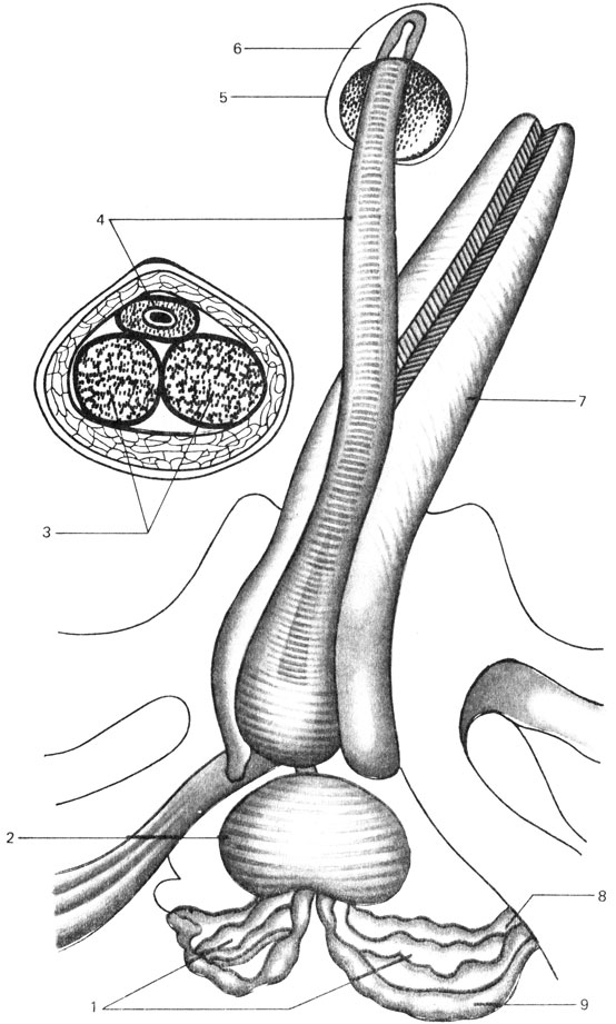 Рис. 3.5. Строение мужских половых органов (по Зоммеру, 1980, с. 362): 1 - пузырьковые железы, 2 - простата, 3, 7 - пещеристые тела пениса, 4 - пещеристые тела мочеиспускательного канала, 5 - венчик головки, 6 - головка, 8 - конец мочеточника, 9 - семявыводящий проток (ампулы)